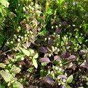 Lippia dulcis